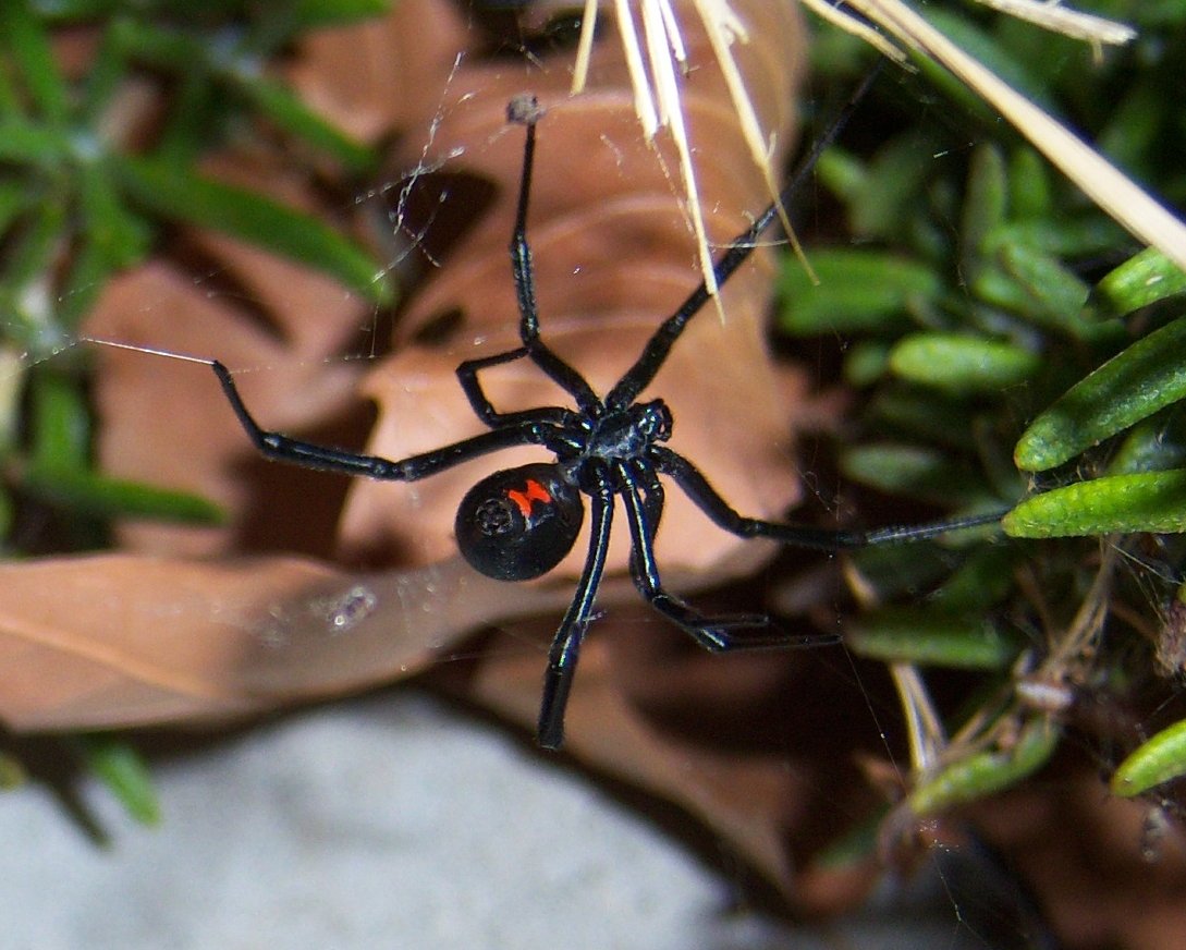 Must leski ämblik