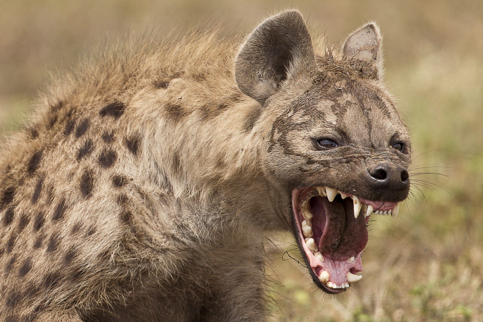 Grin we hyena