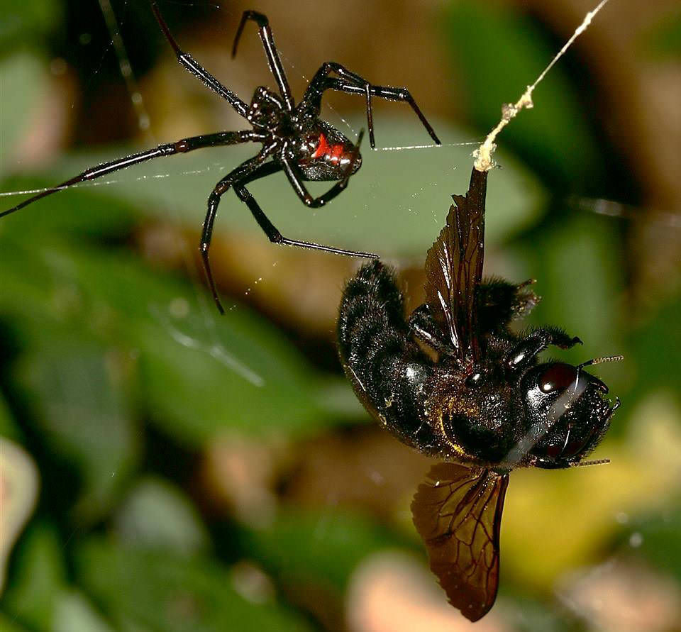 Spinne der schwarzen Witwe mit Beute