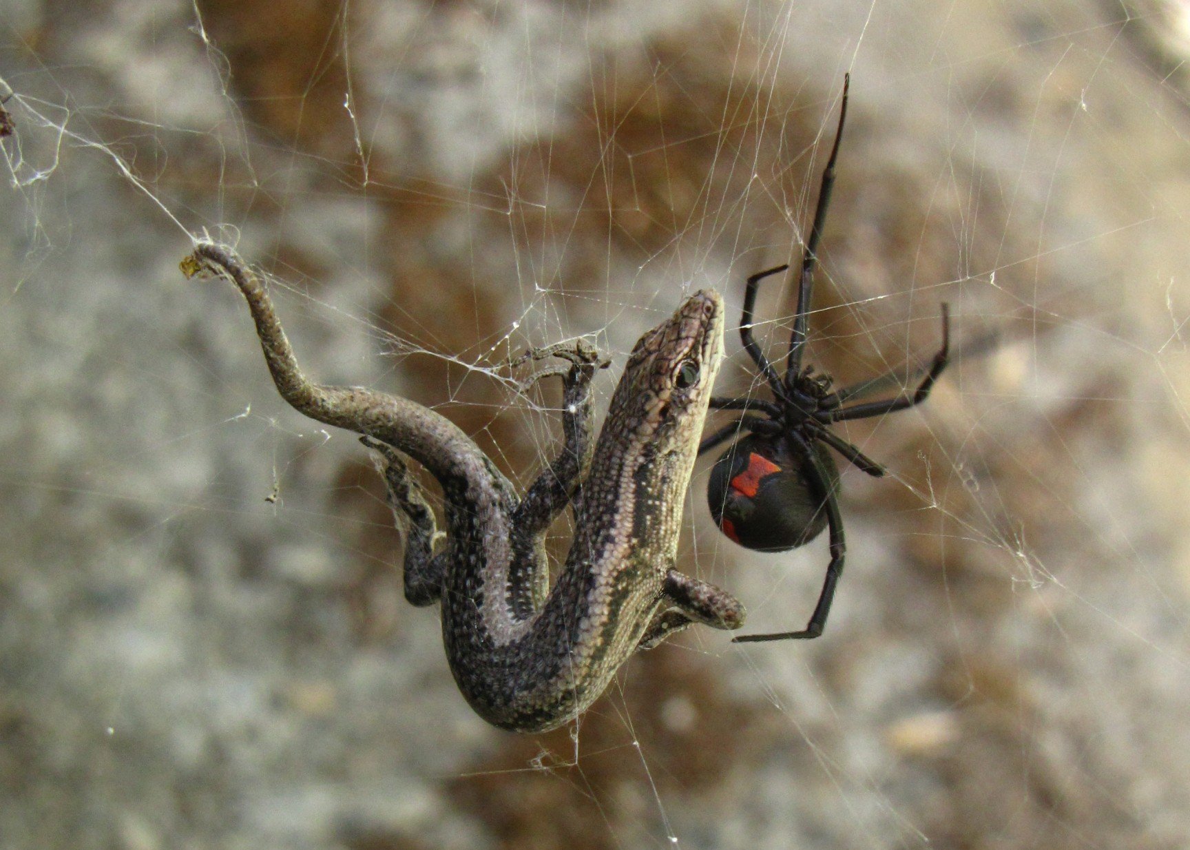 Spider armla sewda qabad gremxula żgħira