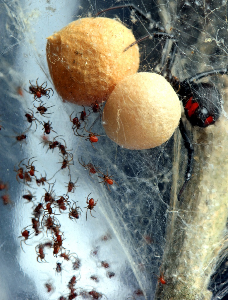 Black widow spider with cocoons and cubs
