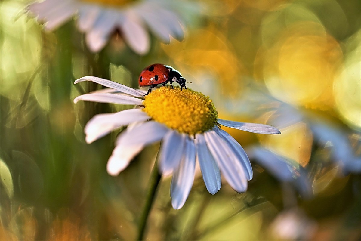 Kumbang pada daisy