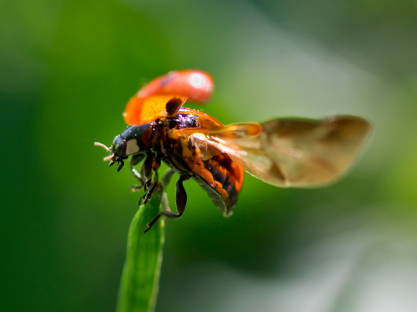 Ladybug răspândit aripile sale