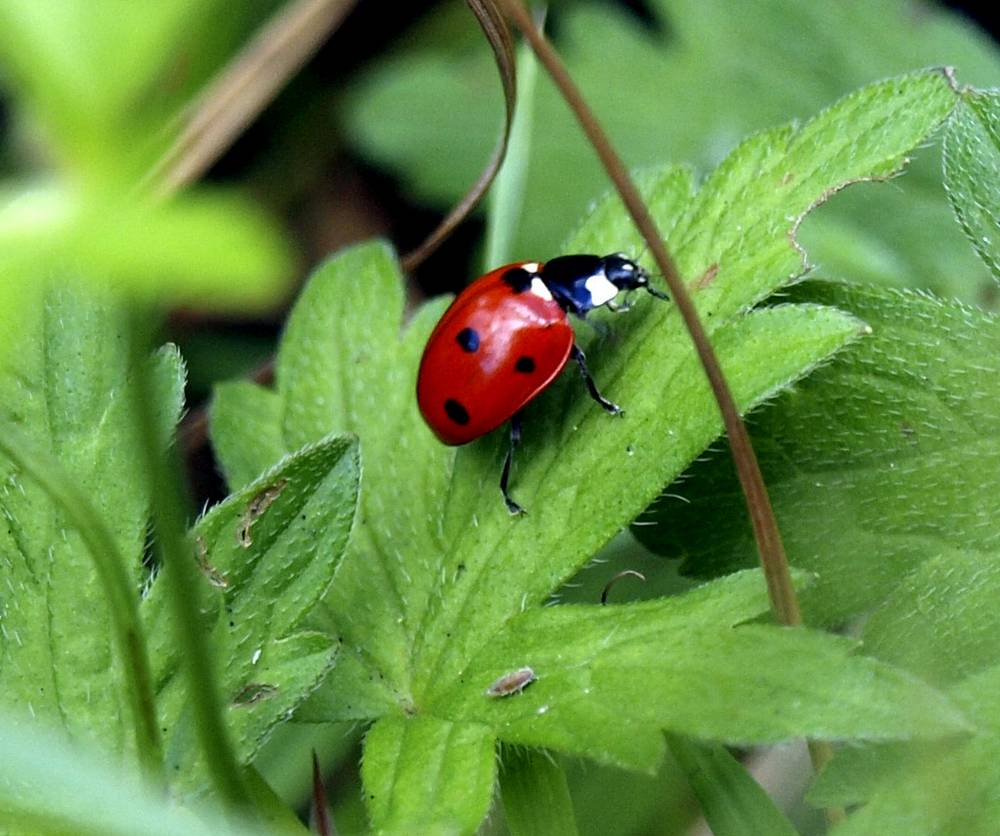 Ladybug në kërkim të aphids