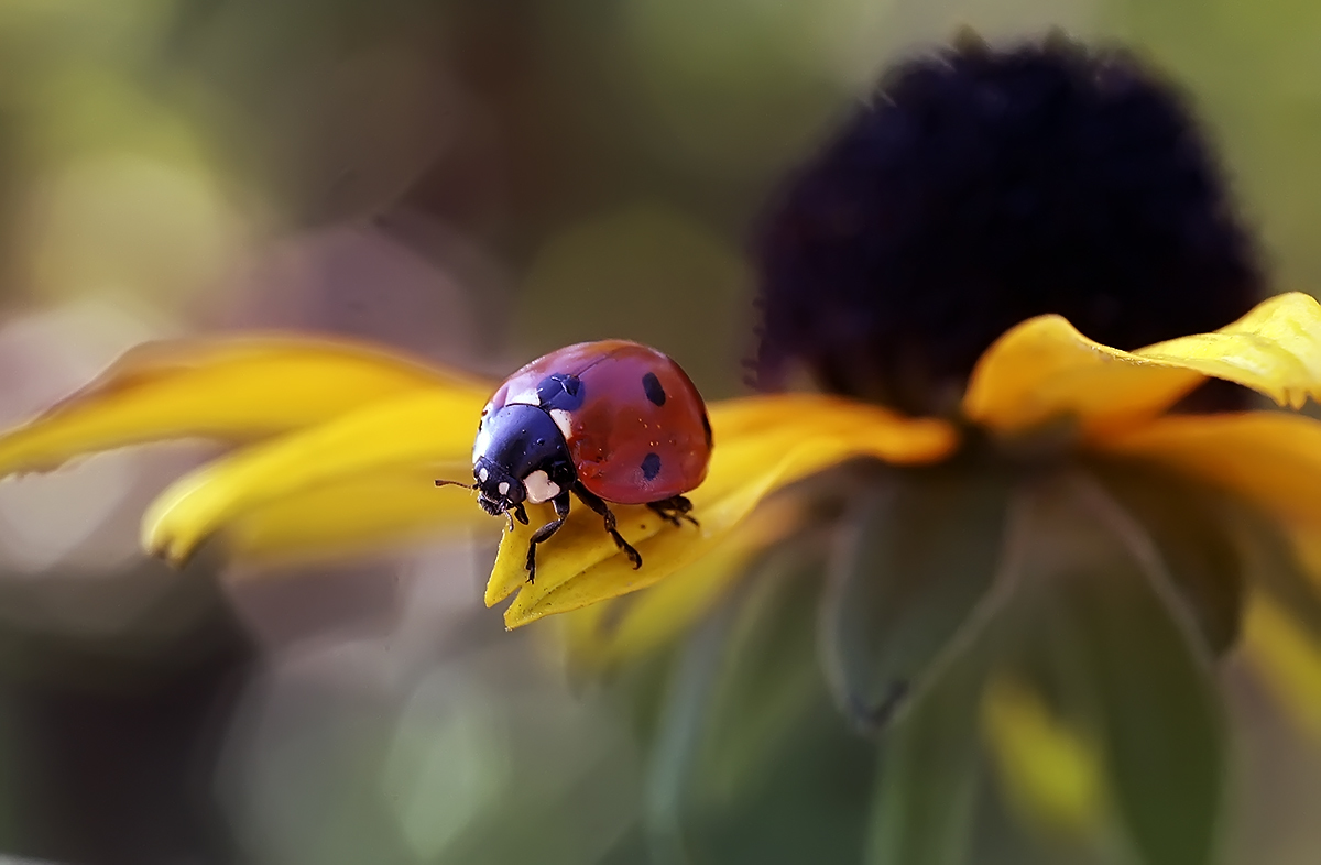 Ladybug op in giele blom