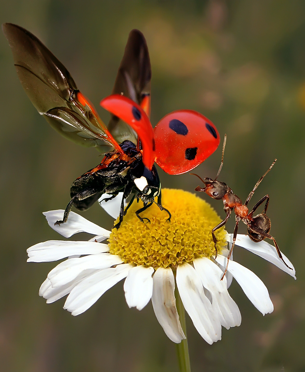 Ladybug ma le ant