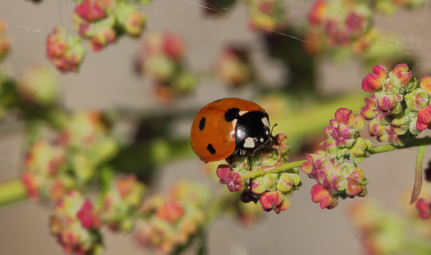 Ladybug pe o floare