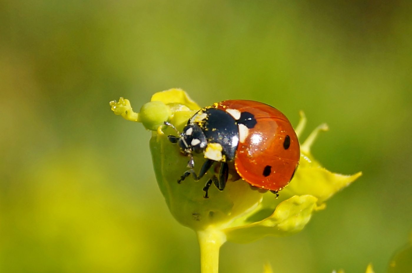 I-ladybug