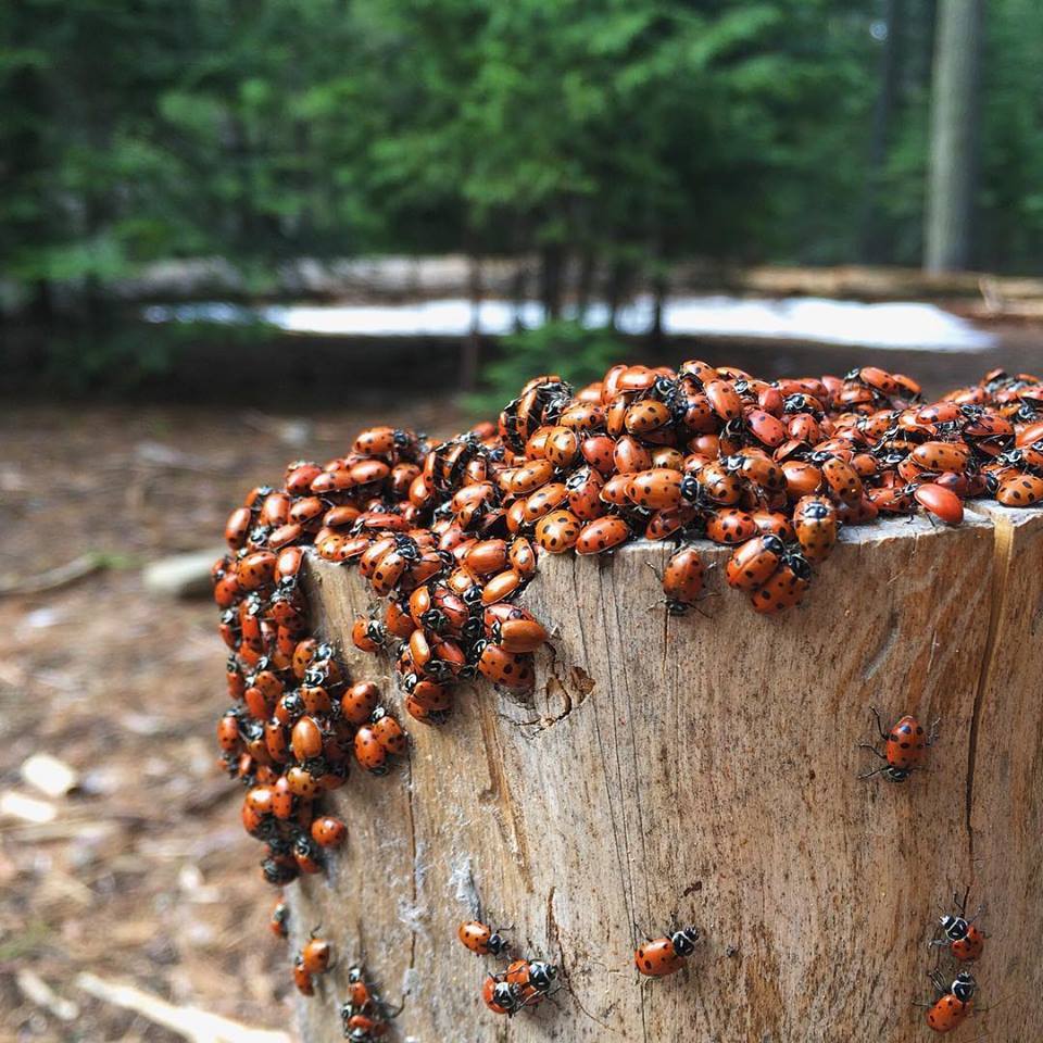 Ladybugs kapem për trung (foto të marra në Sequoia National Forest)