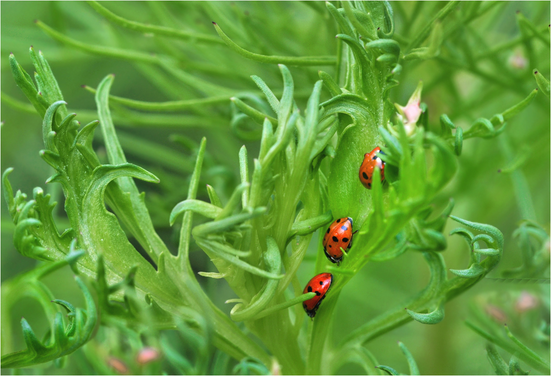 Ladybirds zgjodhi gjethet e cosme të rinj për një natë