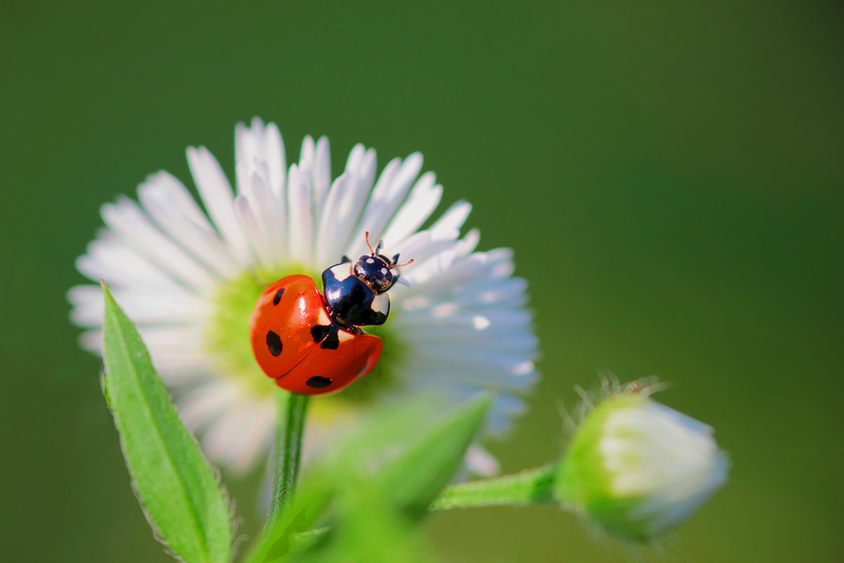 Ladybug a kan daisy