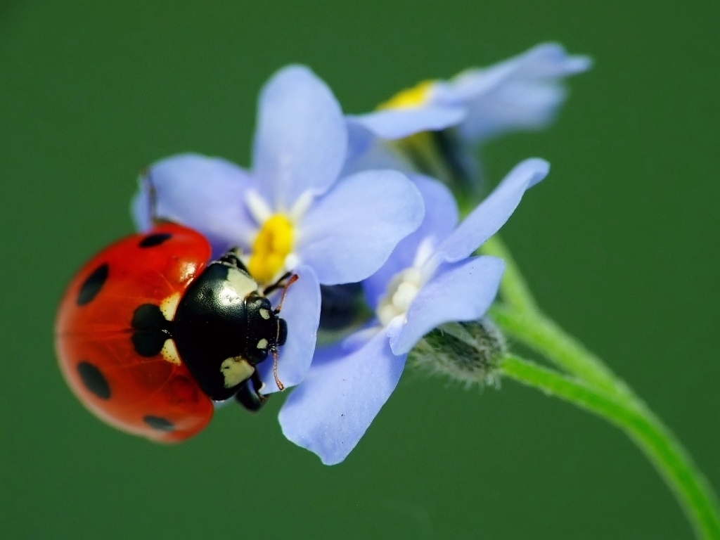 Ladybug on forget-me-nots