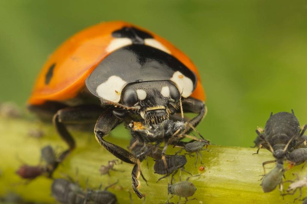 I-ladybug idla i-aphid