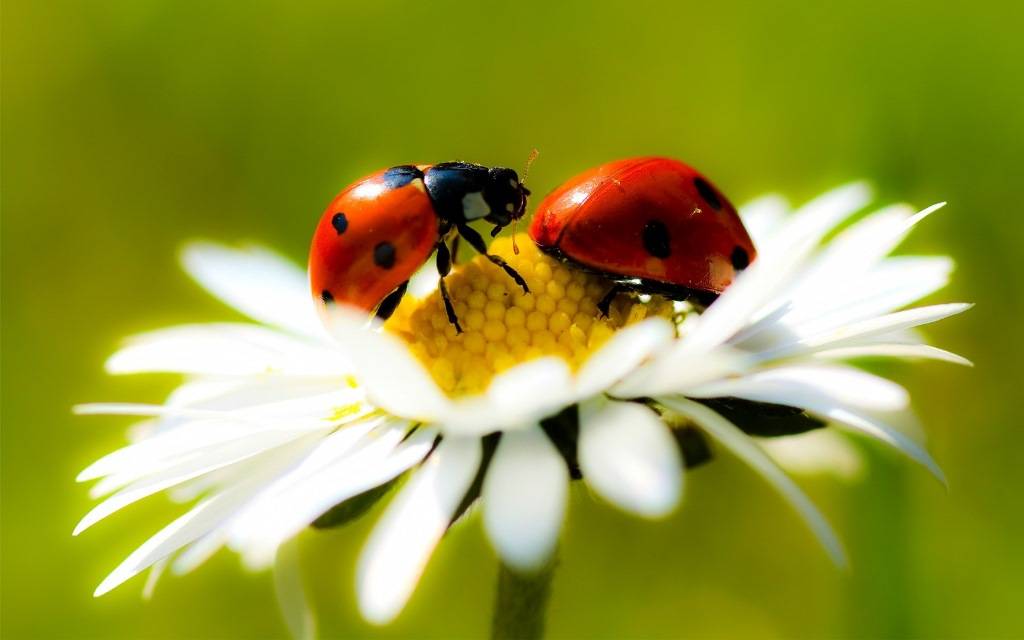 ডেজি উপর Ladybug