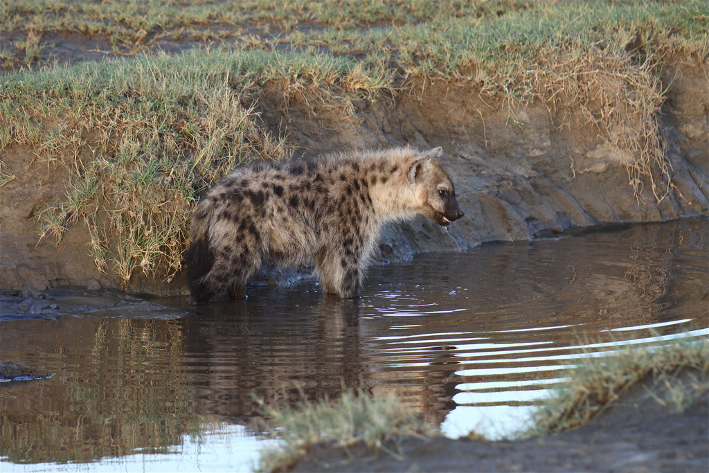 Fotografia e një hyene afër ujit