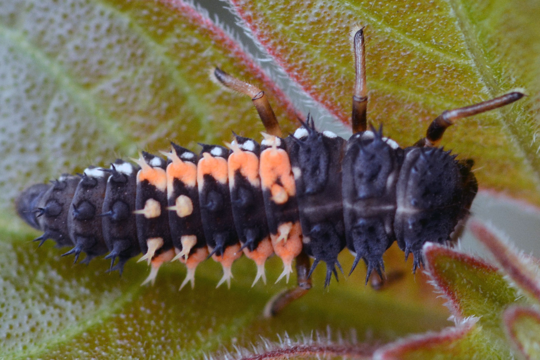 Aziatyske Ladybug Larva (Harmonia axyridis)
