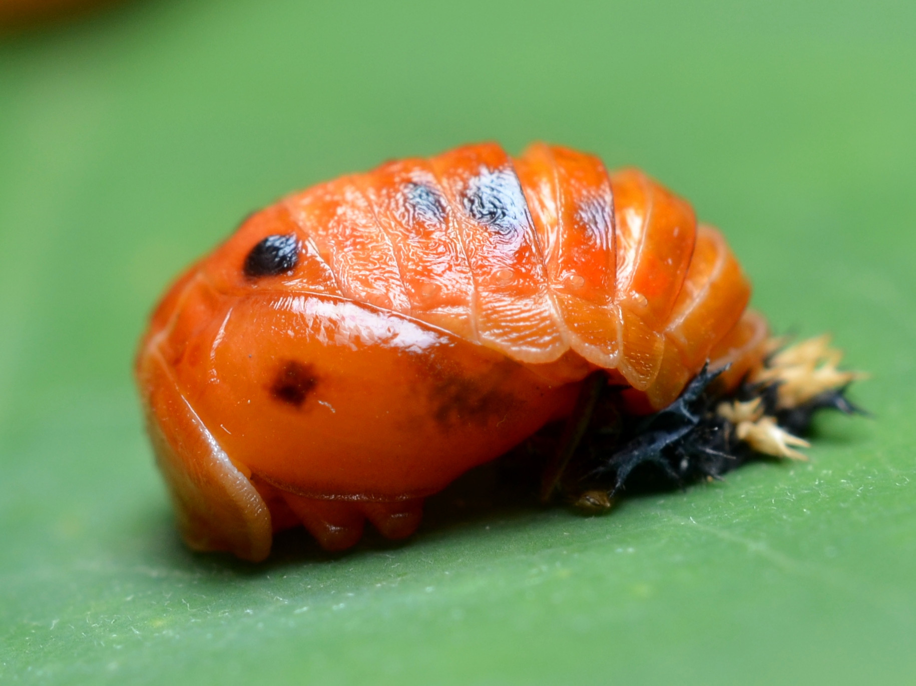 Uğur böceği bebek
