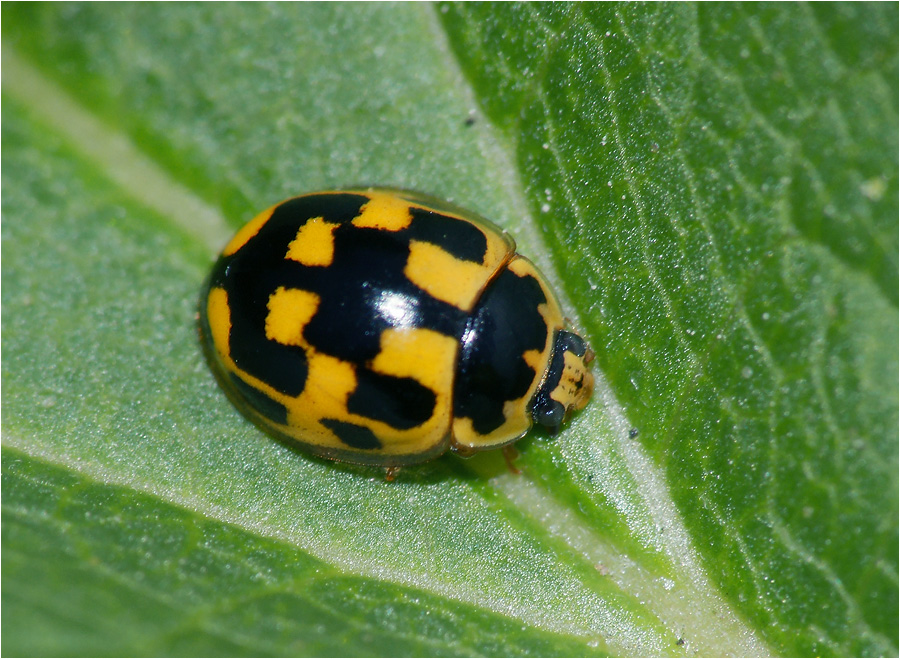 Plaub point ladybug (Propylea quatuordecimpunctata)