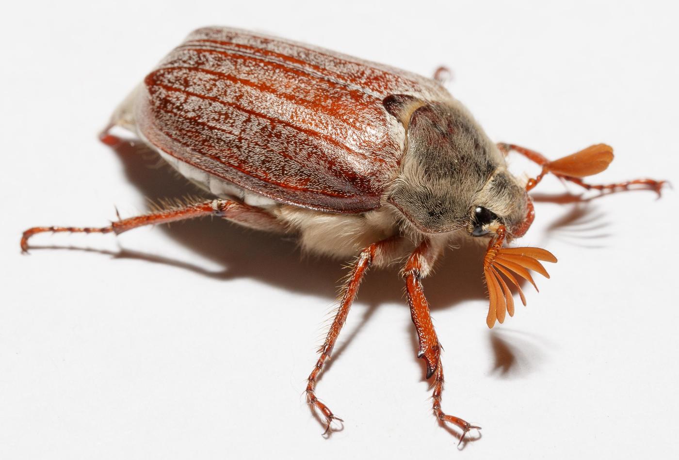 May beetle