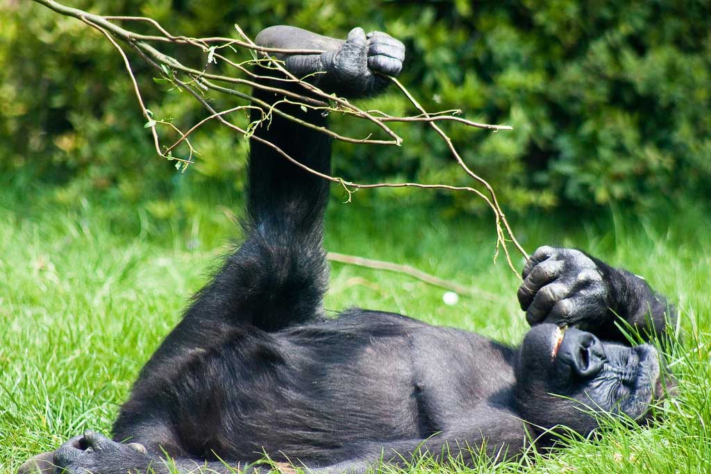 Gorilla fotoşəkilləri