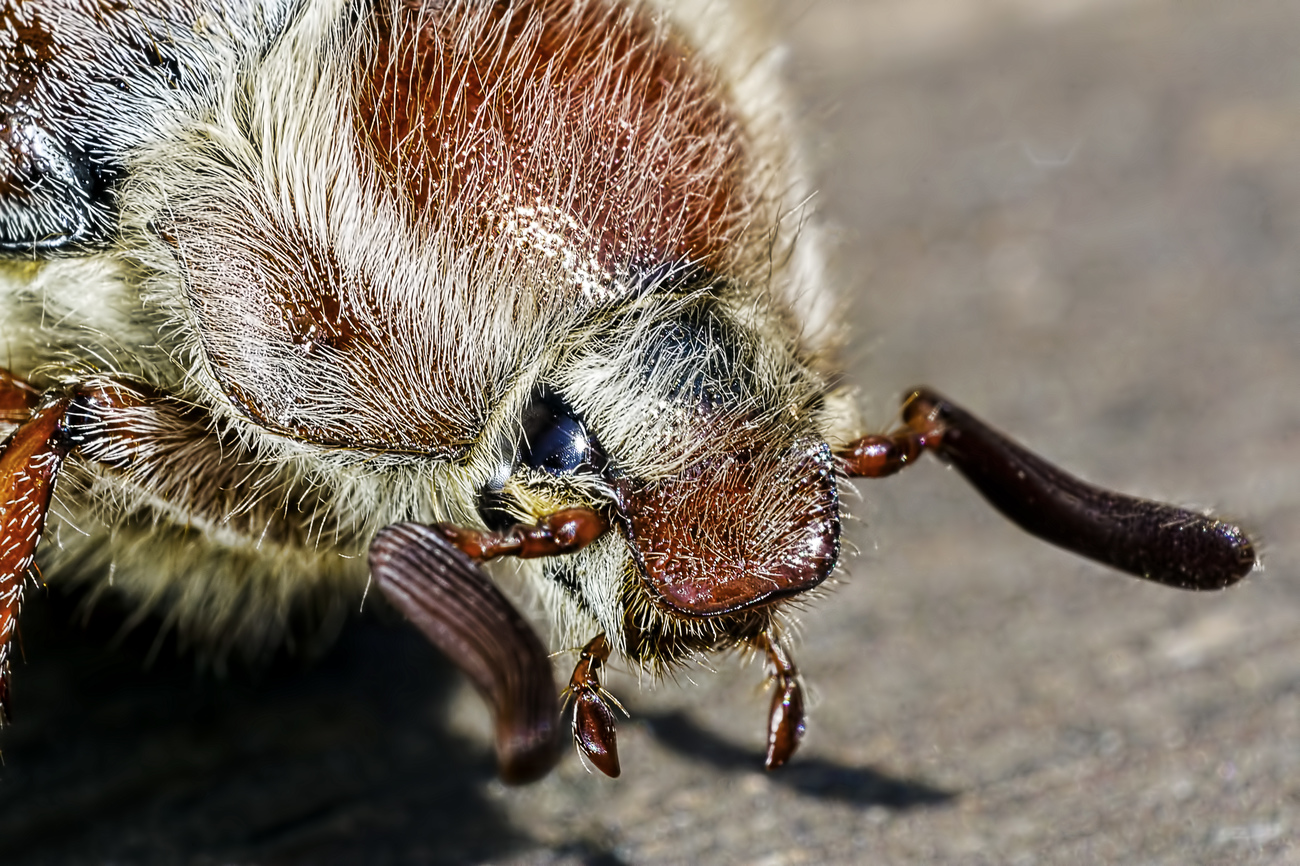 Kapala kumbang Méi: poto close up
