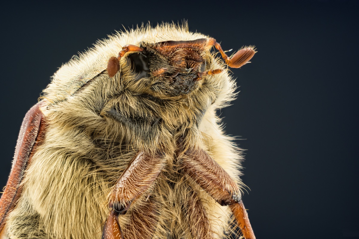 Maybug-Kopf: Nahaufnahmefoto