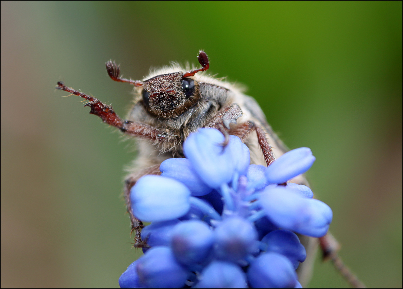 Beetle lindore në një lule blu