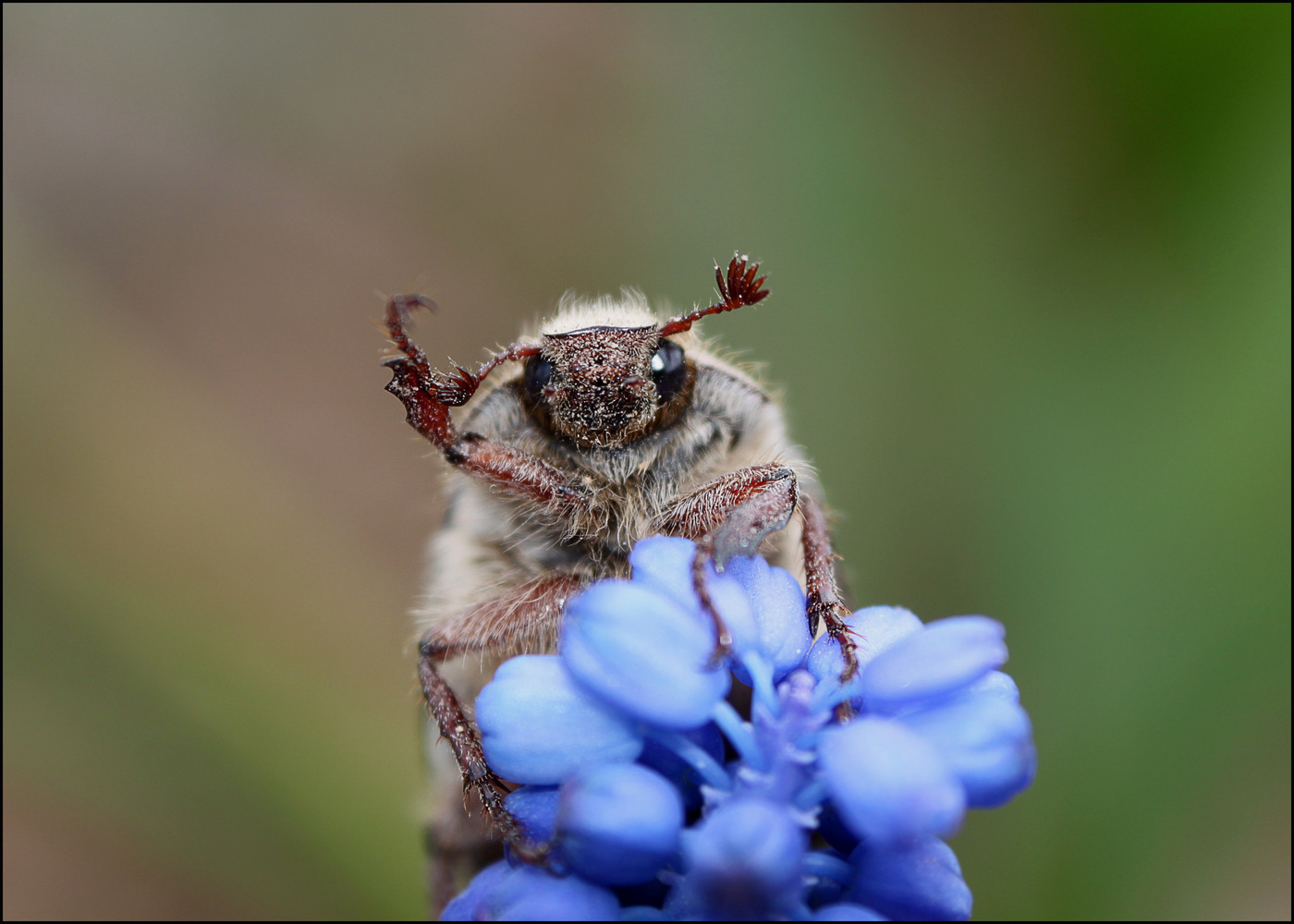 Kumbang timur pada bunga biru