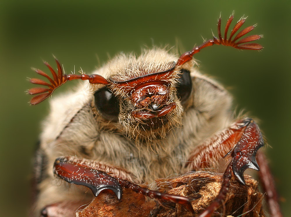 The muzzle tina kumbang Méi