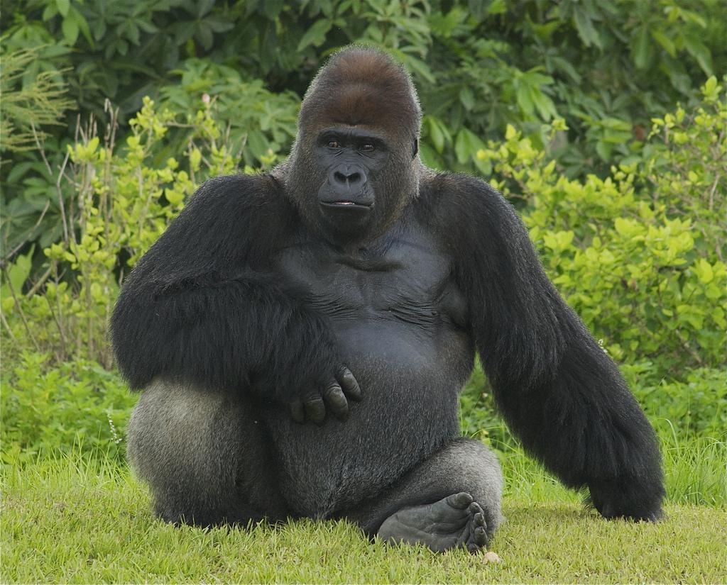 Fotos de gorila