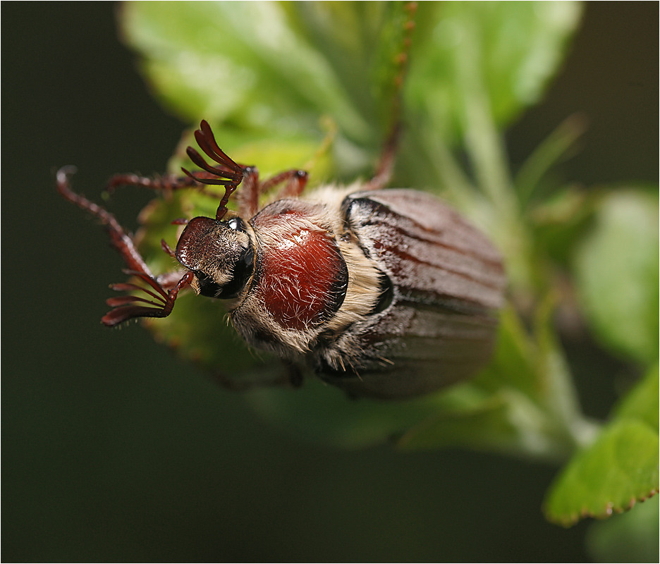 Sit beetle orientalem