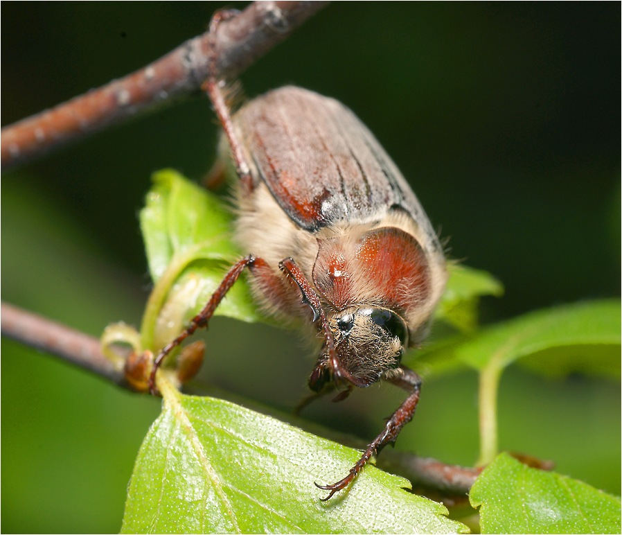 Eastern beetle pamiti