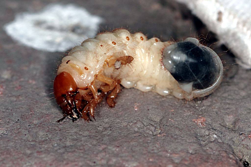 Larva de maybot