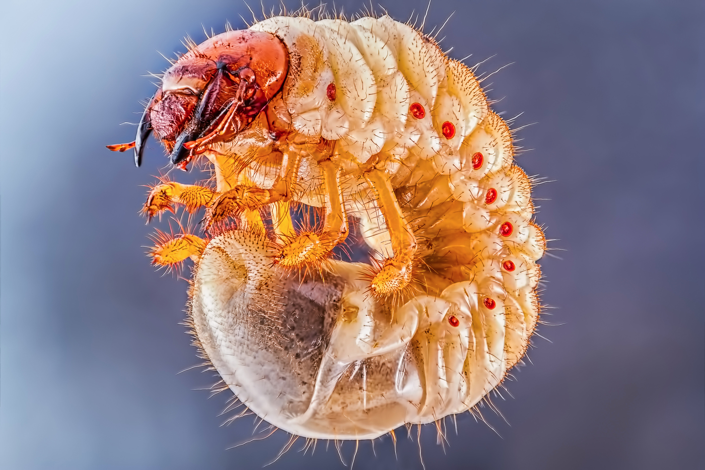 Larva de Maybot