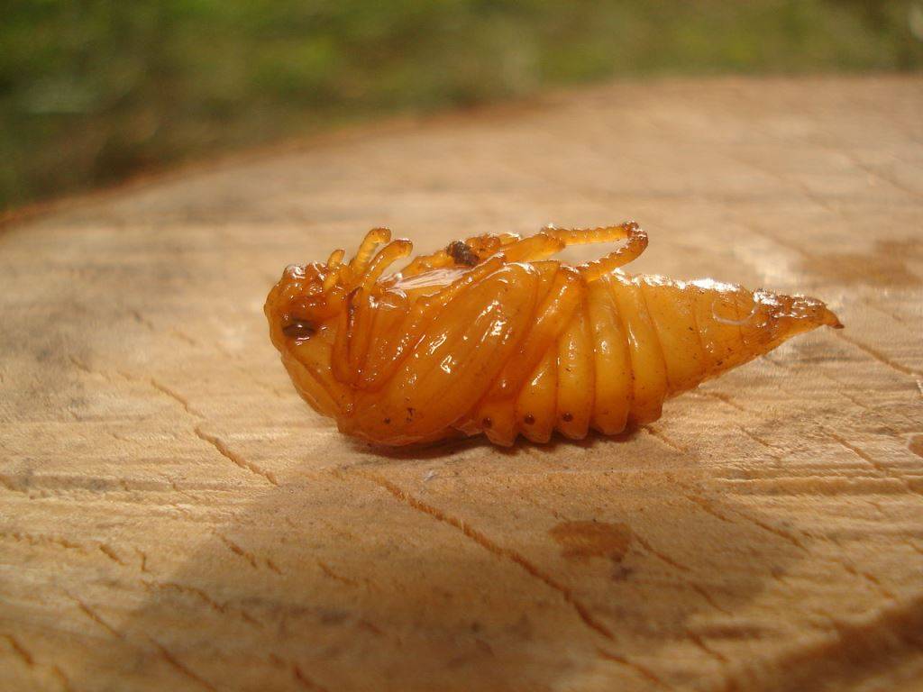 Beetle körpə
