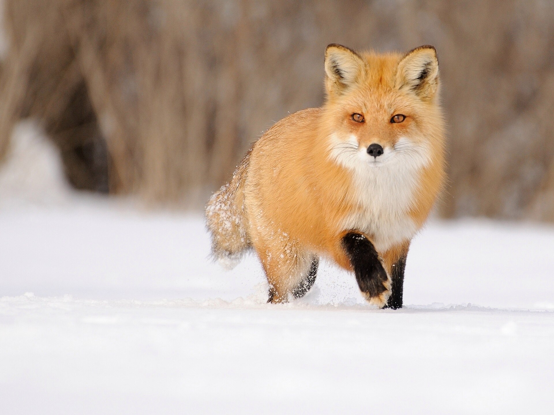 Fox går i snøen