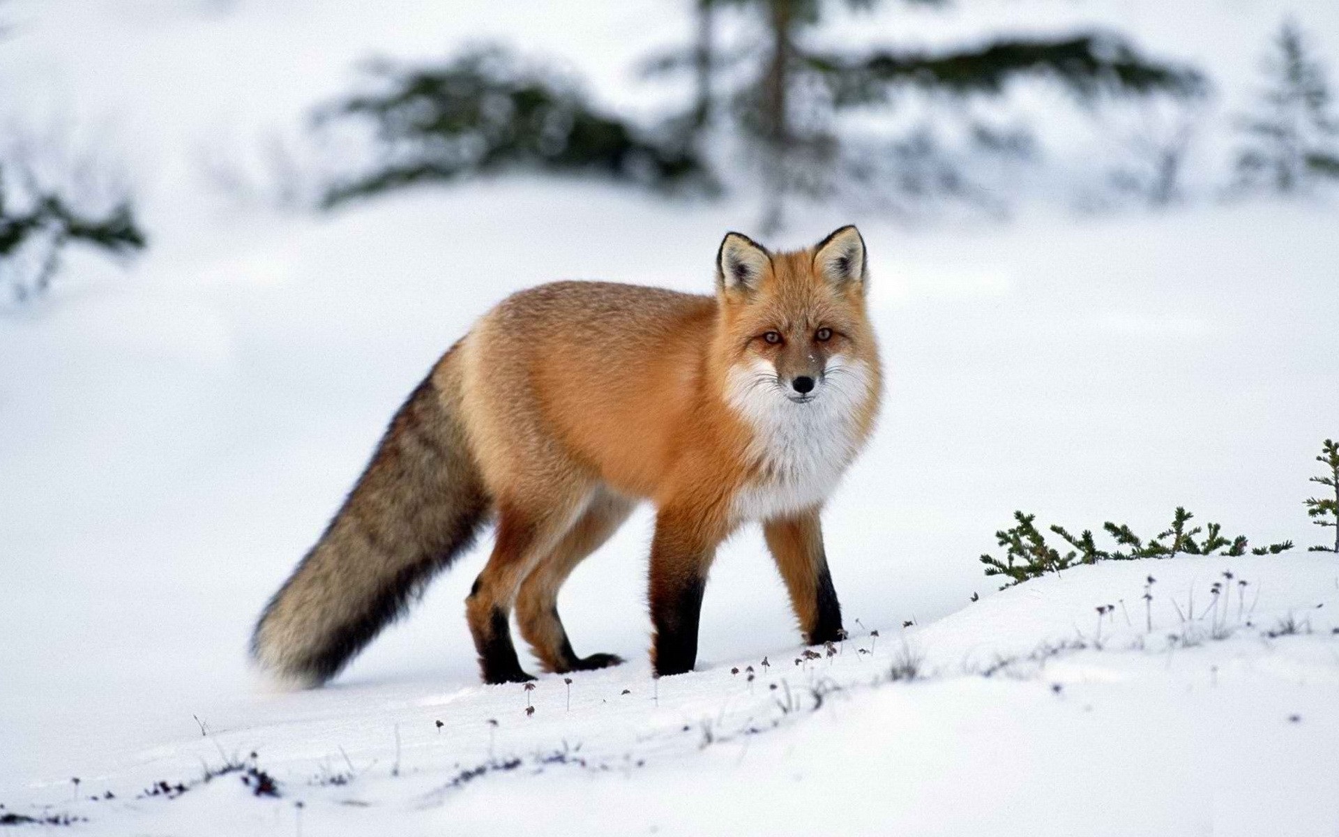 Fox fotografie v zime