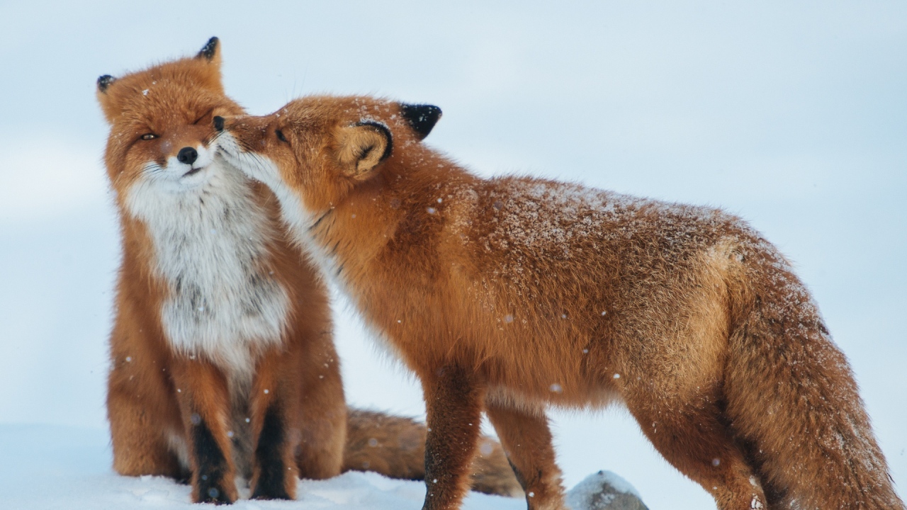 Fox gyengédség