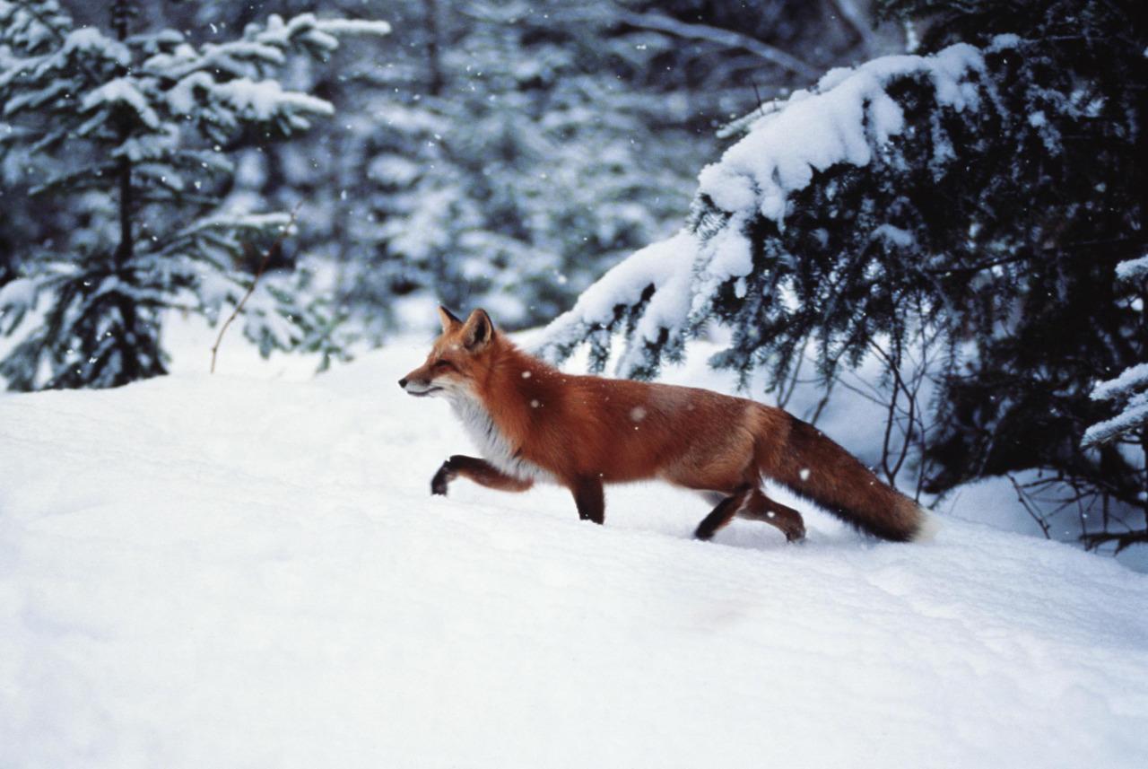 Foto: raposa no inverno vai na neve