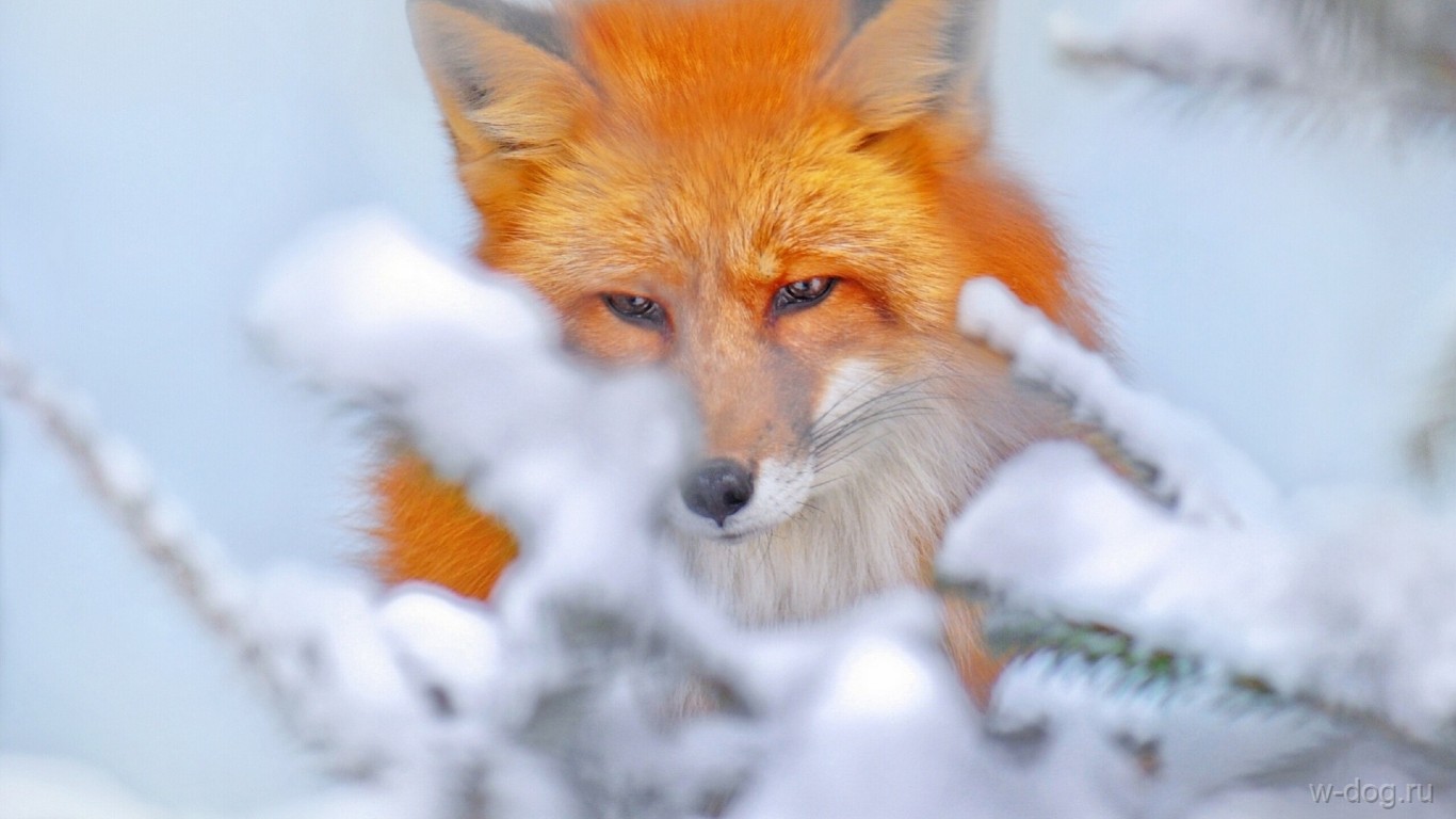 Photo de renard en hiver