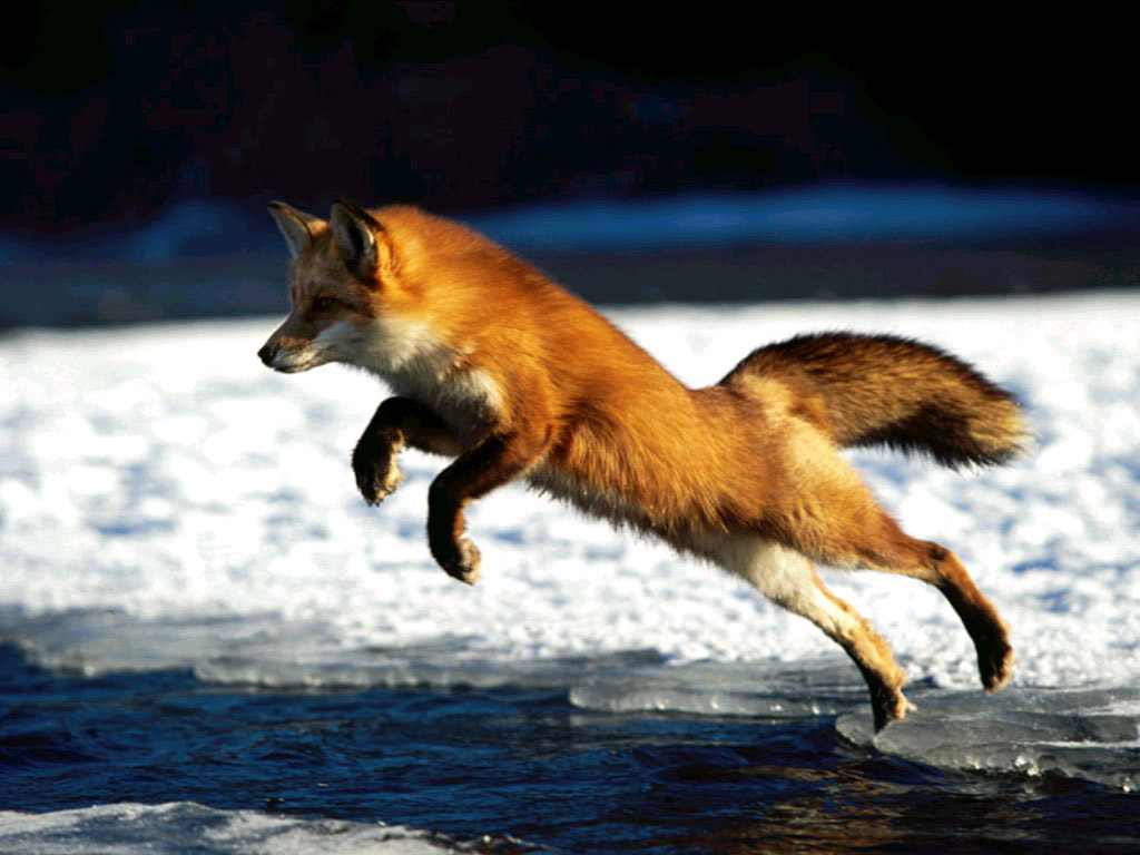 Фото лисица скаче преко смрзнутог потока