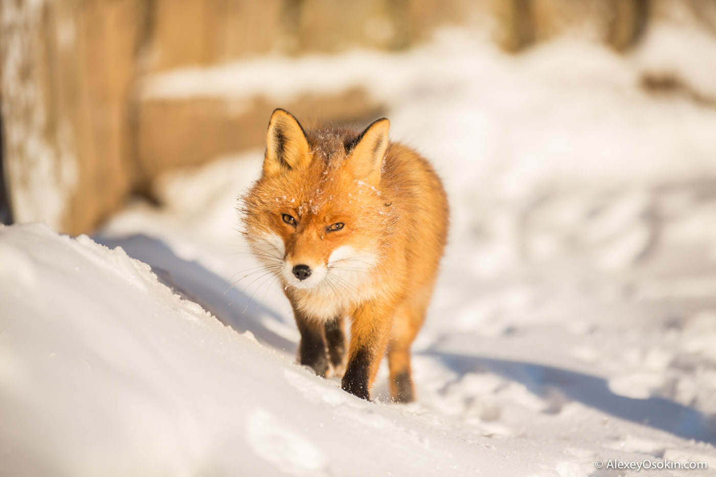 Fox bilde om vinteren