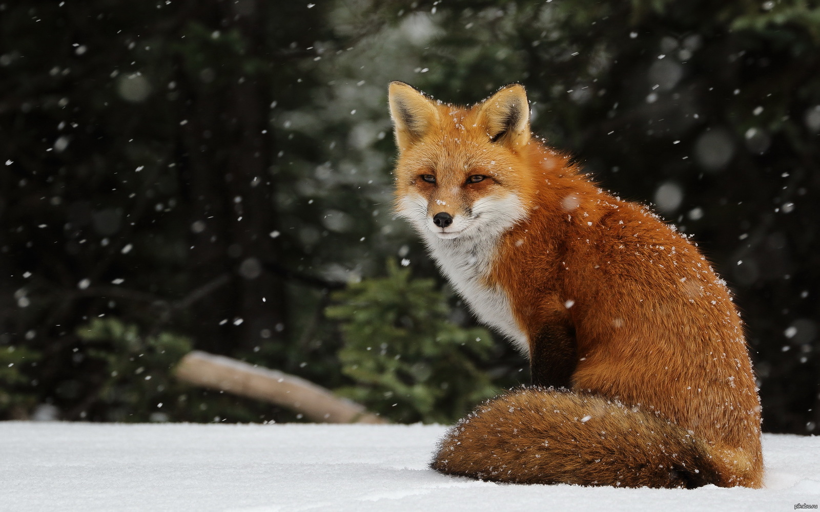 Fox Foto im Winter