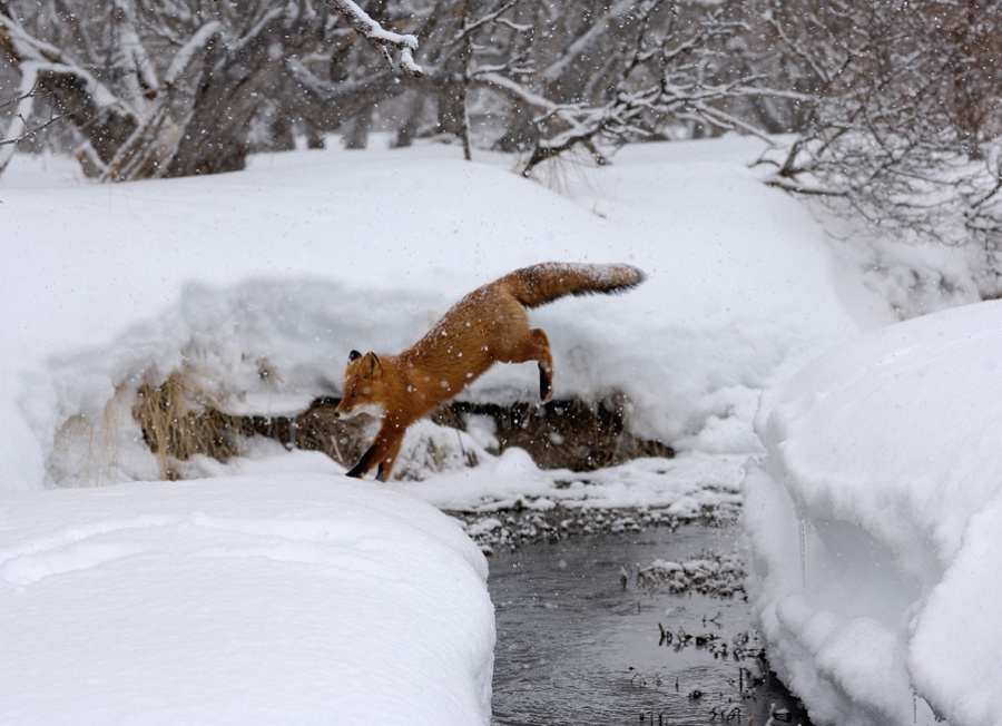 Hotuna Fox a cikin hunturu