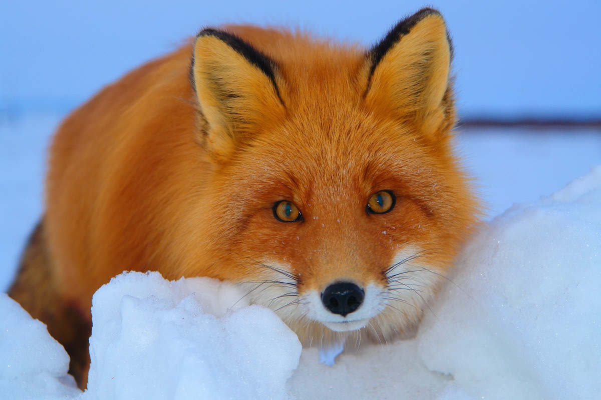 Fox fotografii în zăpadă