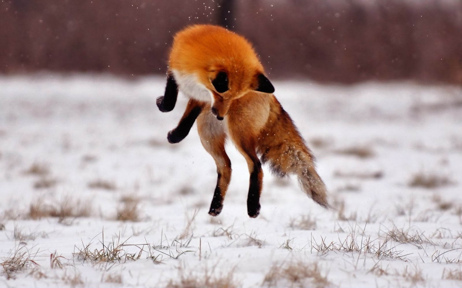 Fox fotografii pe vânătoare în timpul iernii
