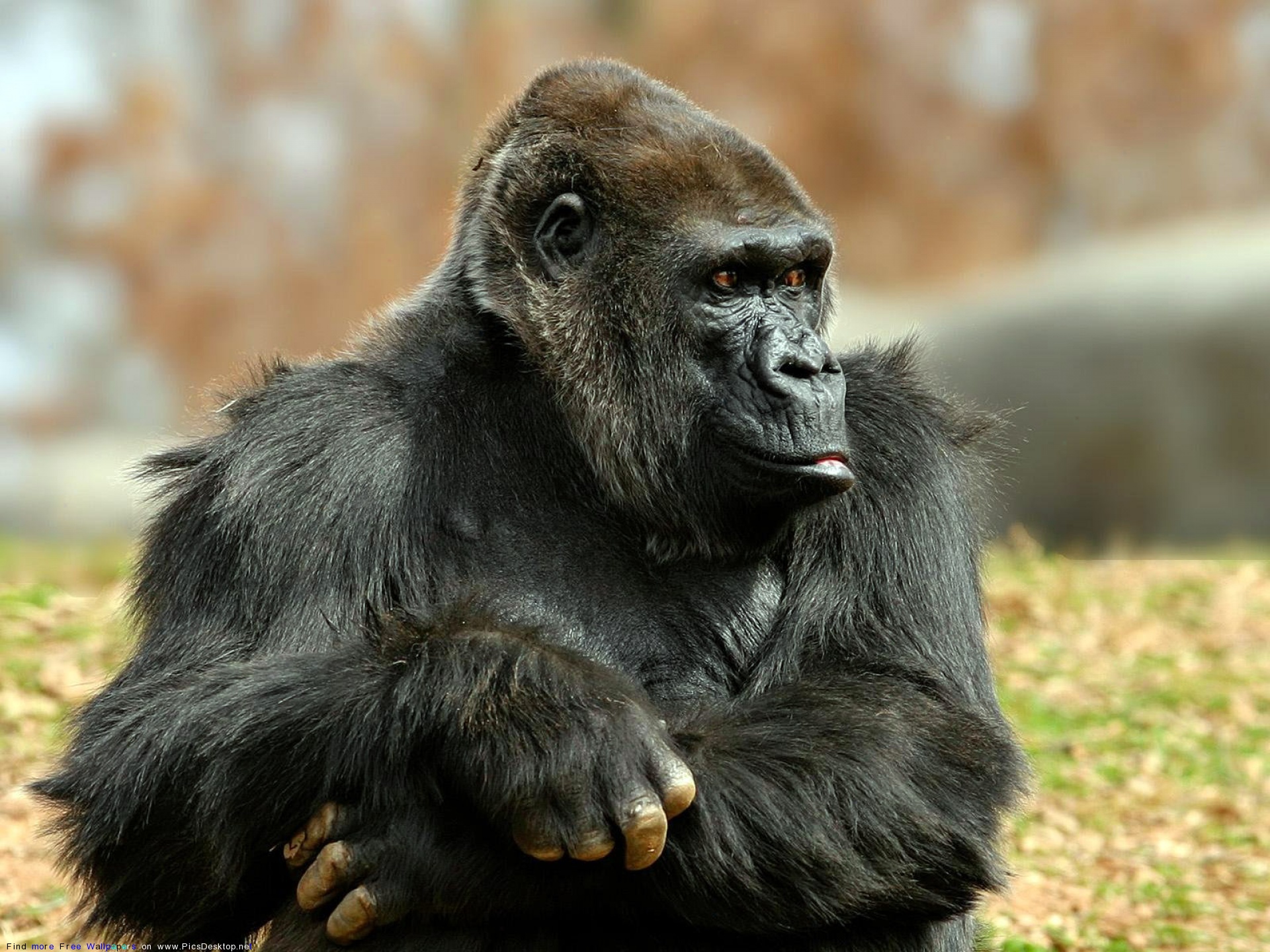 Foto di gorilla