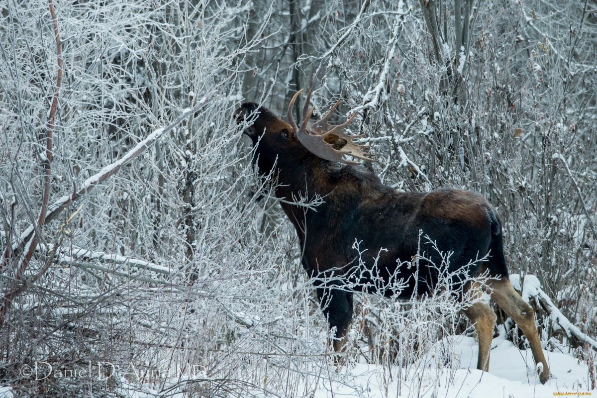 Ձմռանը Elk- ի լուսանկարը