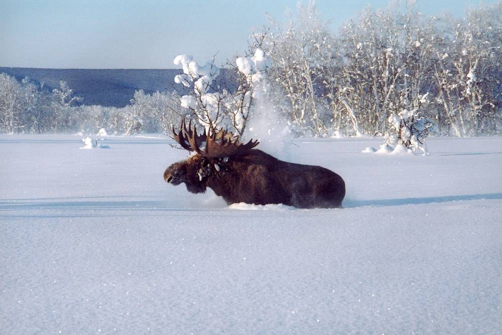 Foto rusa di musim sejuk