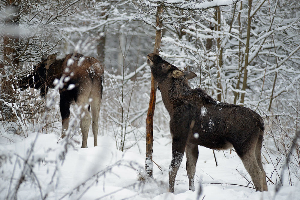 Ձմռանը Elk- ի լուսանկարը